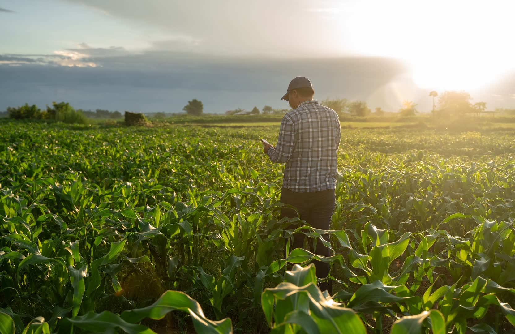 Farmer inspecting grapevines in the evening light
