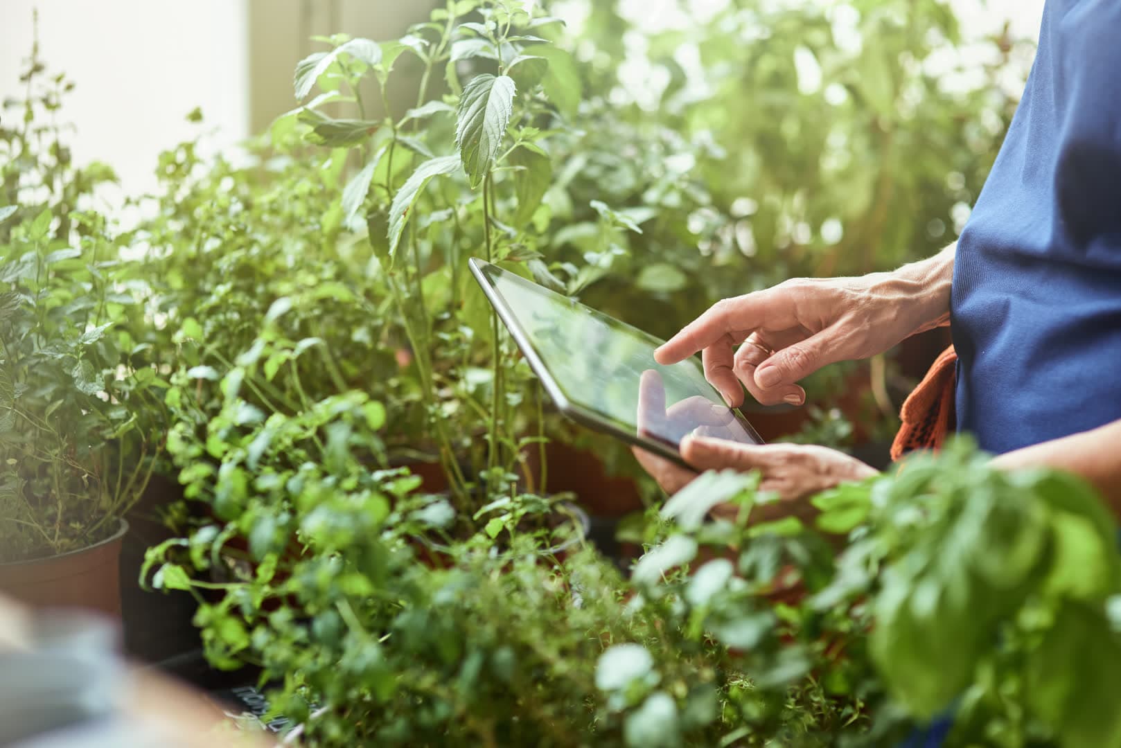 Nursery worker using tablet technology among rows of plants