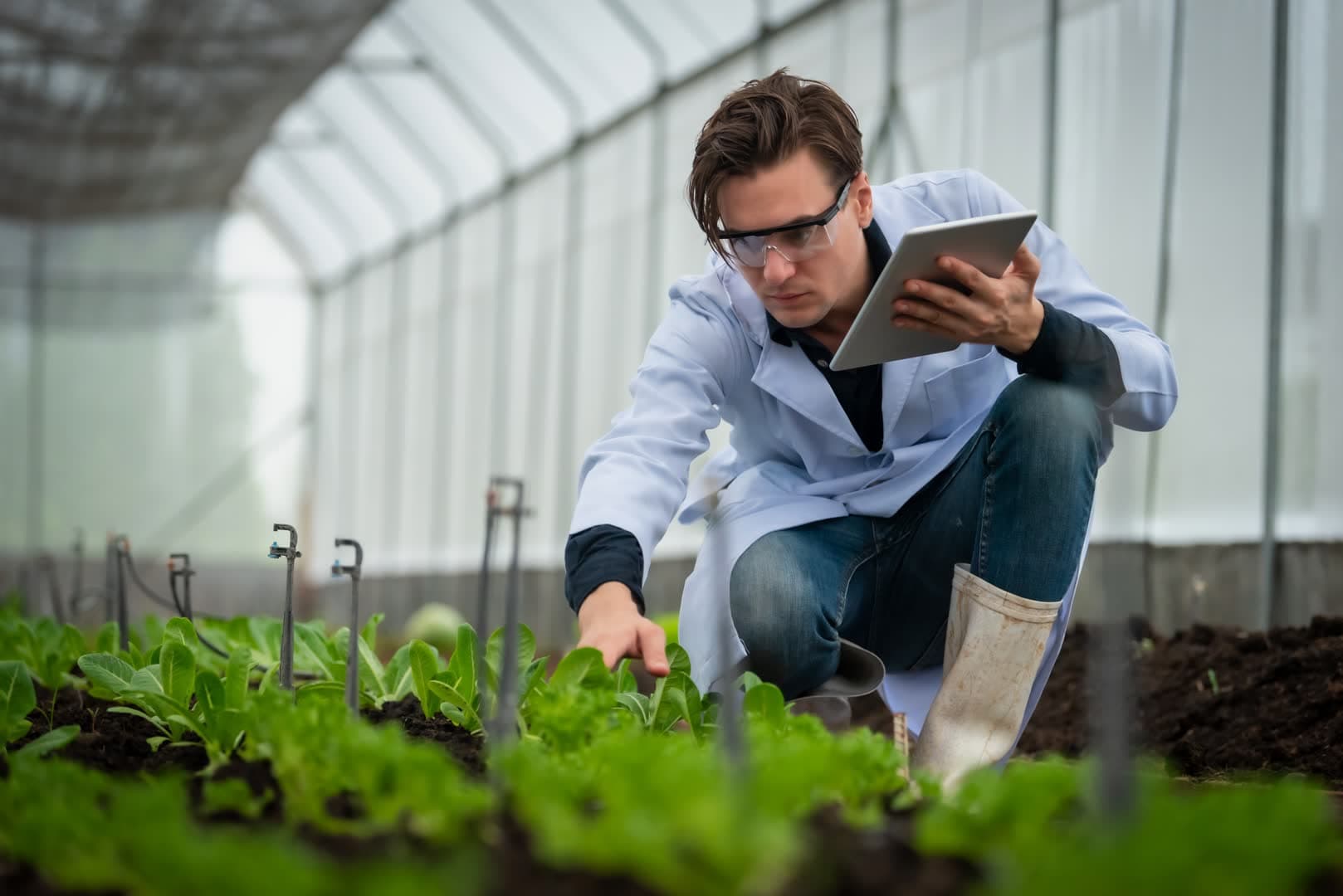 Researcher carefully checking plants in a greenhouse